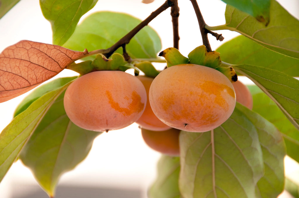 Fuyu Persimmon Tree 4-5ft I855219