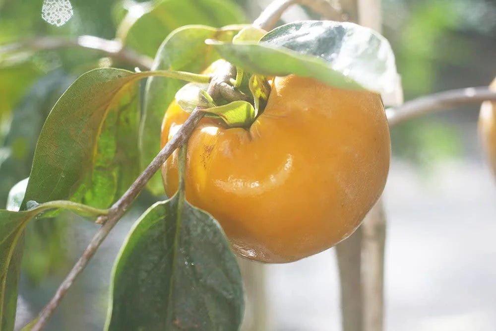 Fuyu Persimmon Tree 4-5ft I855219