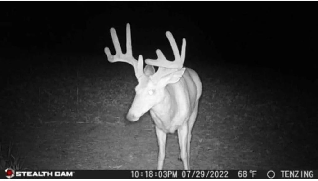 24MP Trail Camera - 2 Pack Z64030