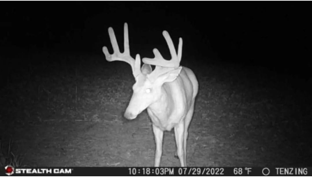 24MP Trail Camera - 2 Pack Z64030