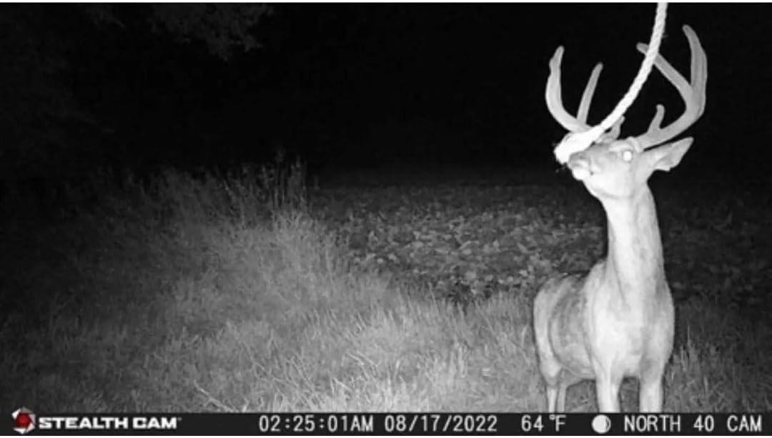 24MP Trail Camera - 2 Pack Z64030