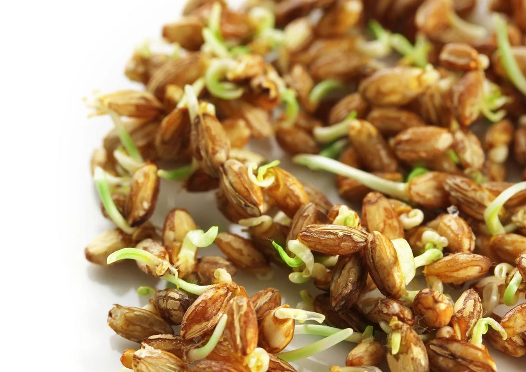Wheat Berries, 20 Pounds — Kosher, Sproutable, Raw, Vegan V532