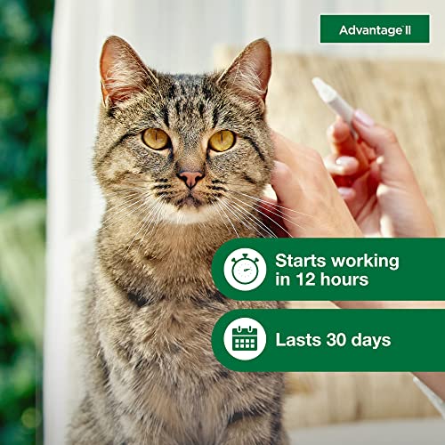 Flea Treatment & Prevention for Large Cats, 12-Month Supply C11011