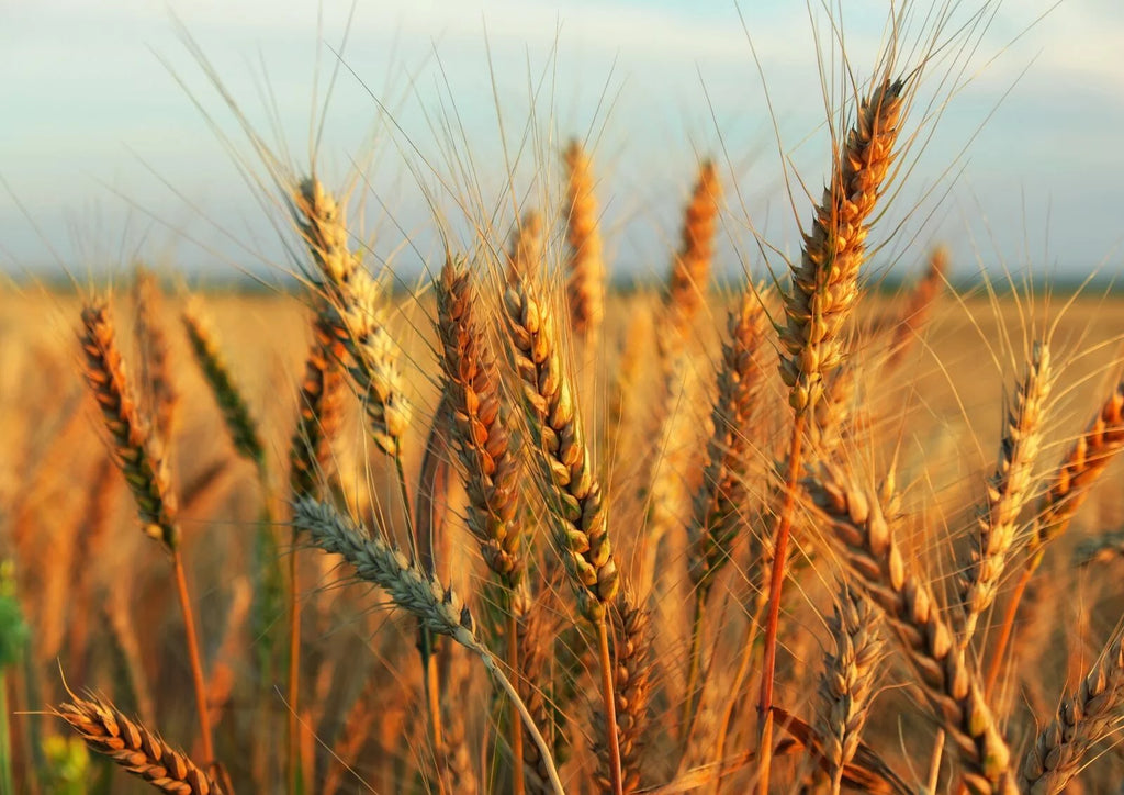 Wheat Berries, 20 Pounds — Kosher, Sproutable, Raw, Vegan V532