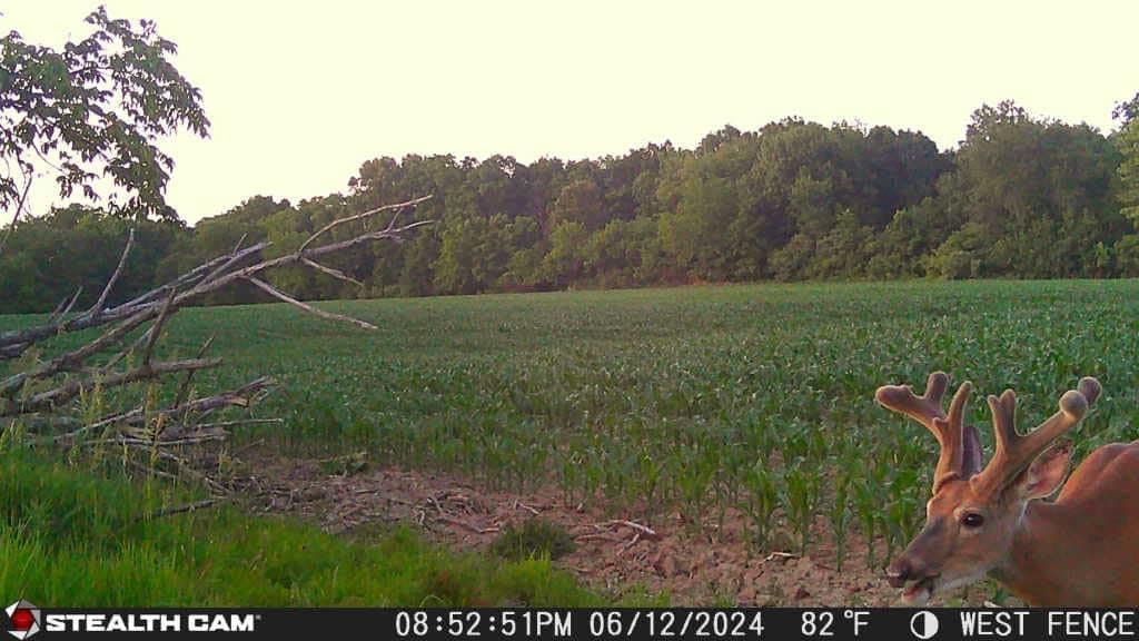 Trail Camera 2-Pack with 1080P HD Video and 360° Panoramic View R4545