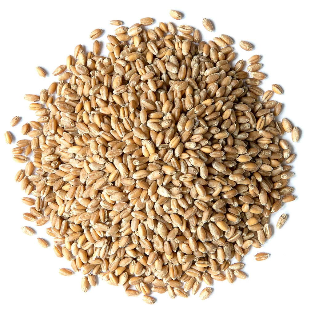 Wheat Berries, 20 Pounds — Kosher, Sproutable, Raw, Vegan V532