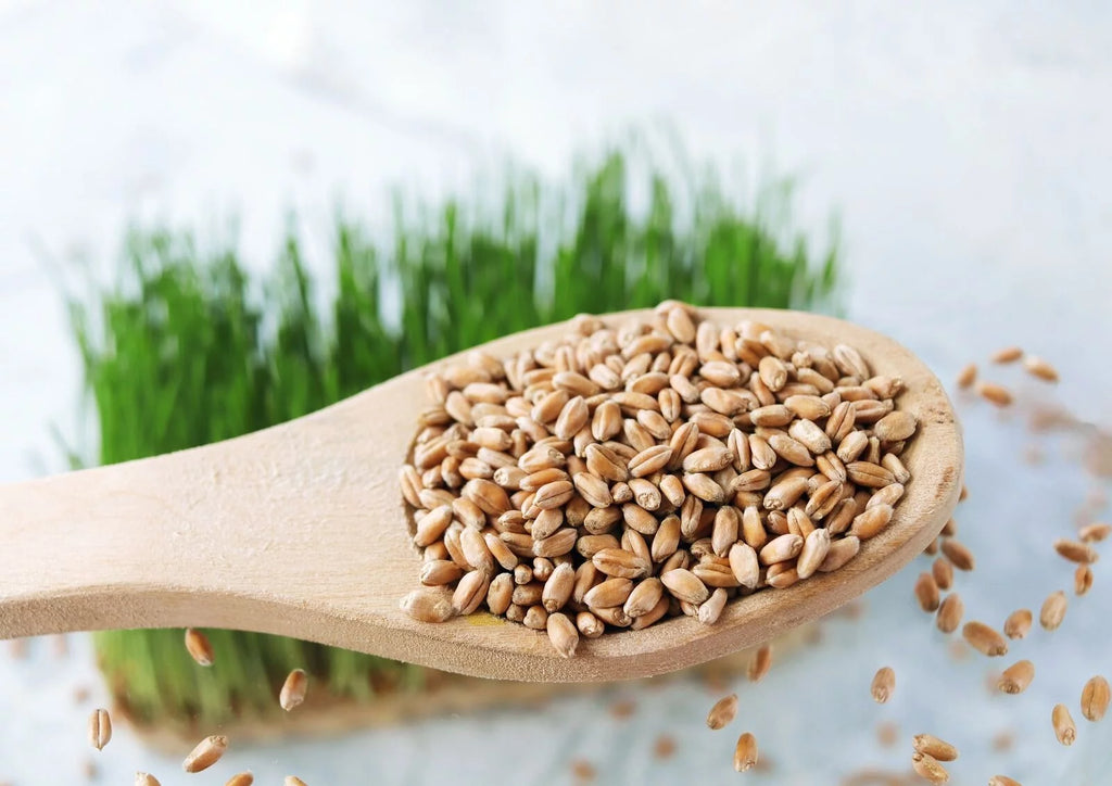 Wheat Berries, 20 Pounds — Kosher, Sproutable, Raw, Vegan V532